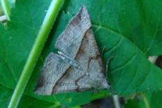 Anerastia macrorrhynca - Nessel-Schnabeleule (Krebssuppe)